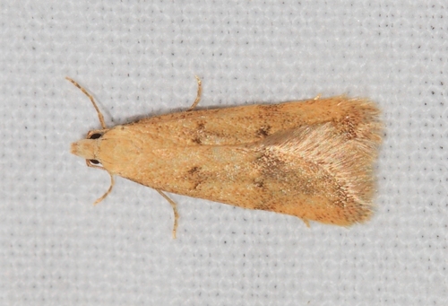 Beaked Clothes Moth (Tinea translucens) · iNaturalist