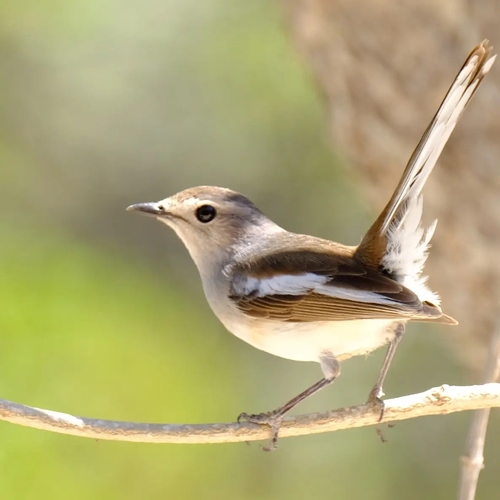Madagascar Magpie-Robin