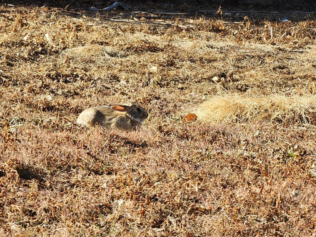 hares-and-rabbits-from-big-daddy-bagels-on-december-10-2022-at-12-49