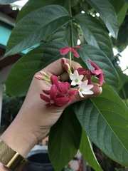 Combretum indicum image