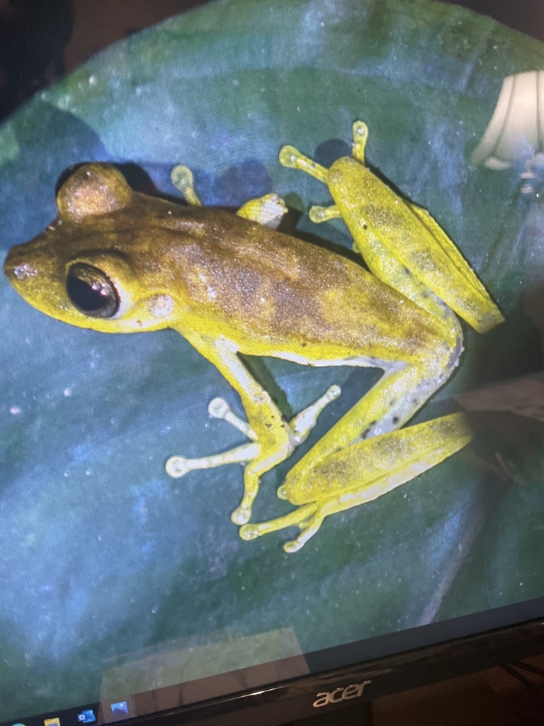 Gladiator Tree Frogs from Madre de Dios, PE on December 10, 2022 at 06: ...