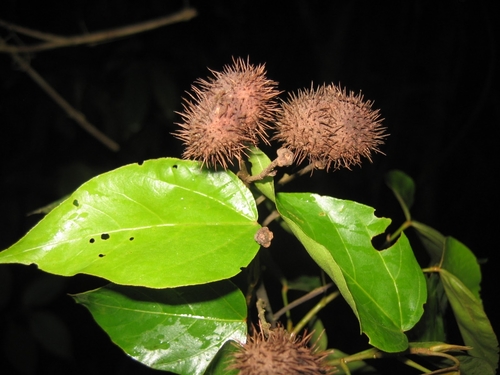Bixa excelsa