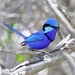 Splendid Fairywren - Photo (c) Sky Darcy Edwards, all rights reserved, uploaded by Sky Darcy Edwards