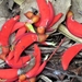 Erythrina ulei - Photo 由 Marcos Silveira 所上傳的 (c) Marcos Silveira，保留所有權利