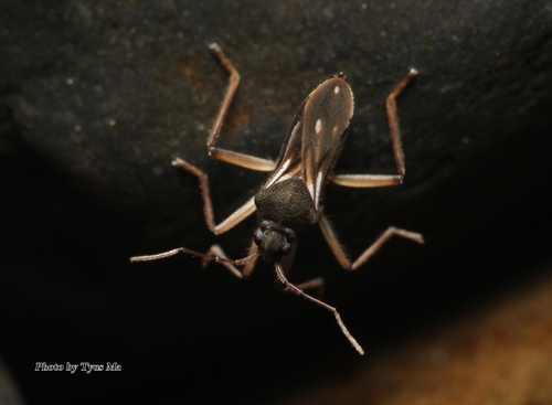 Thirumalaia kaara · iNaturalist