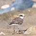 Javan Plover - Photo (c) Jose Teixeira, all rights reserved, uploaded by Jose Teixeira