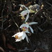 Pleione maculata - Photo (c) Siriwat Dangsri, όλα τα δικαιώματα διατηρούνται, uploaded by Siriwat Dangsri