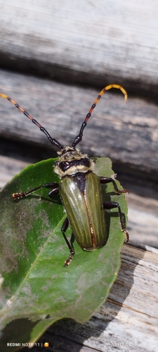 Retrachydes thoracicus