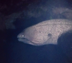 Green Moray