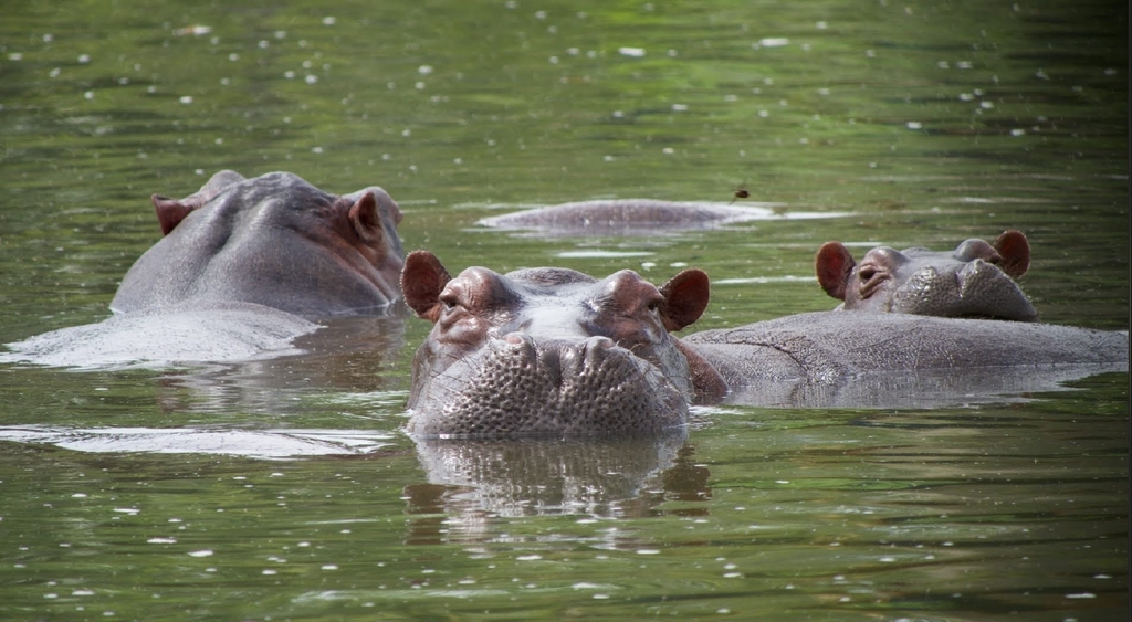 Common Hippopotamus from Puerto Triunfo, Antioquia, Colombia on ...