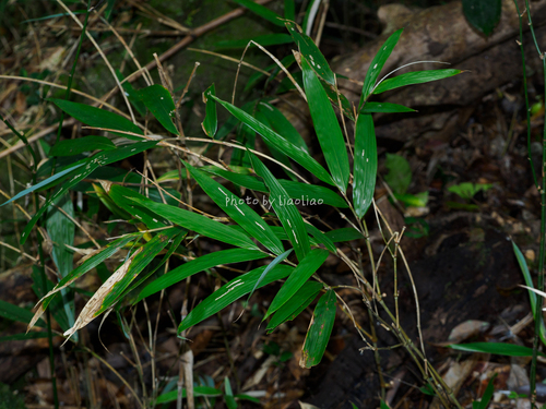 Sasa longiligulata