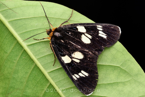 Scrobigera amatrix