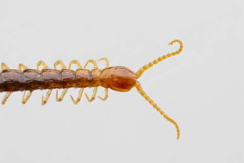 Common Cryptops — photo 1