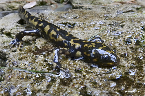 Mountain Stream Salamander