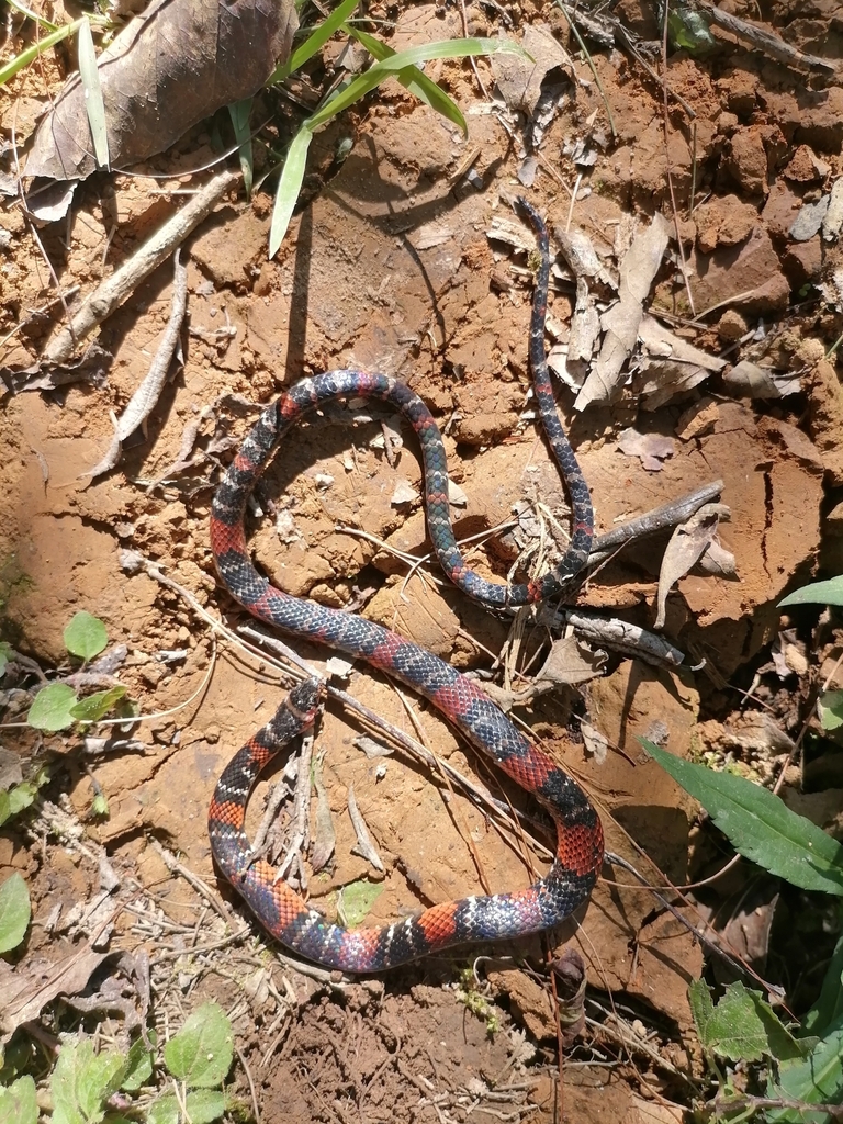 Culebra imita coral común desde 94116 Ver., México el 10 de diciembre ...