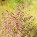 Coleataenia rigidula - Photo (c) Lincoln Durey, todos los derechos reservados