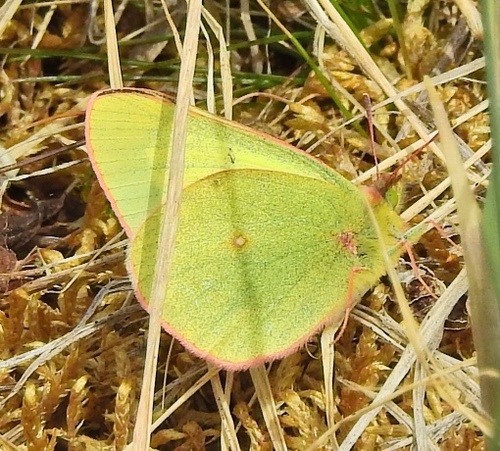 Pelidne Sulphur