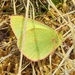 Colias pelidne - Photo (c) Steven Daniel, todos os direitos reservados, uploaded by Steven Daniel