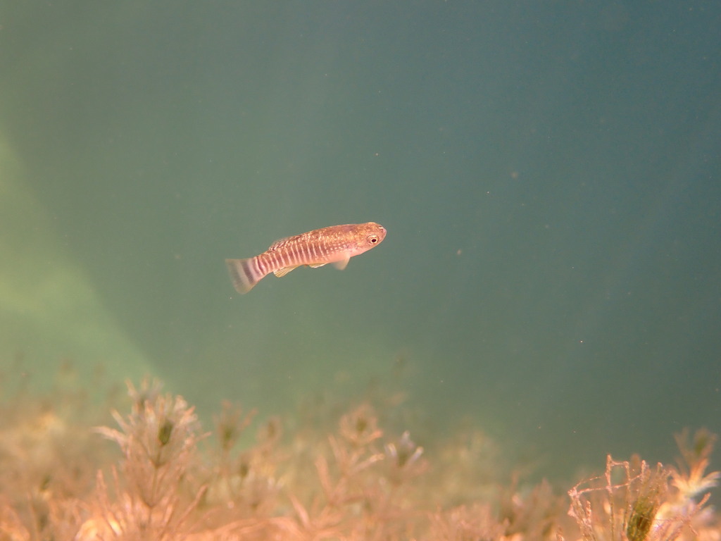 Arabian Toothcarp