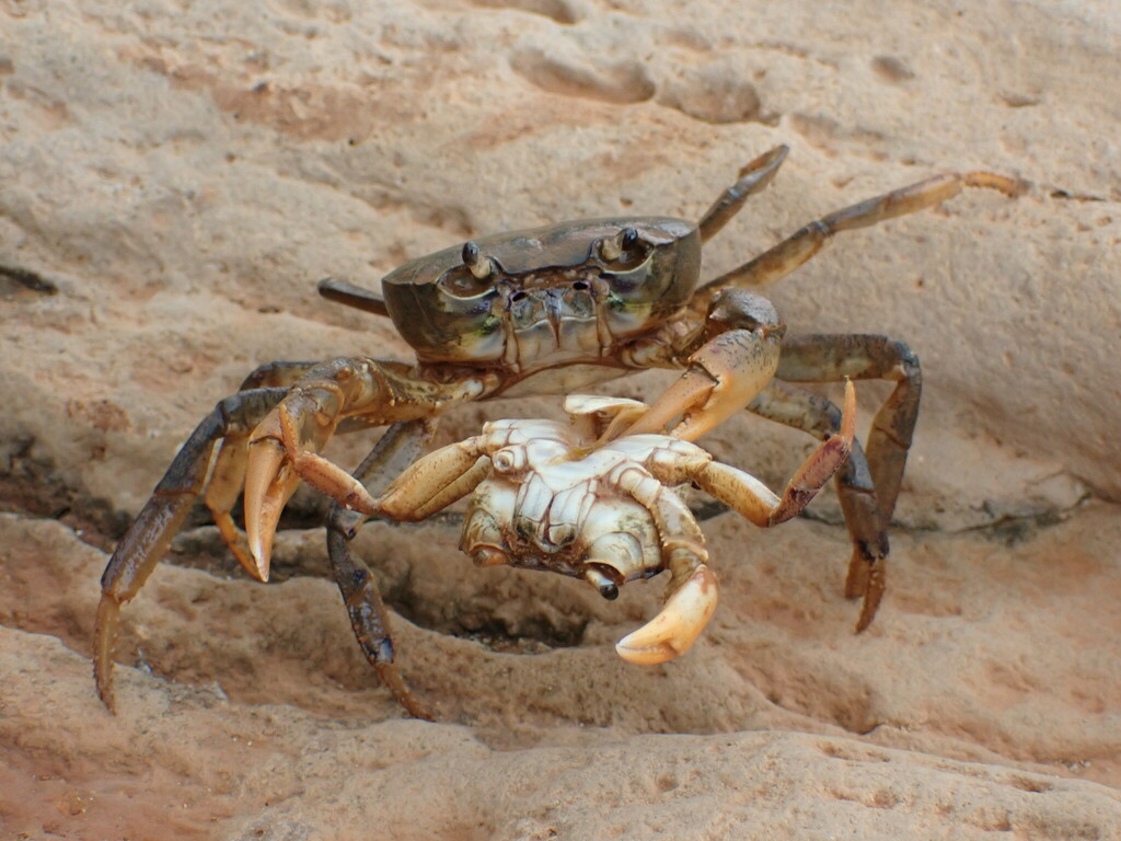 Socotra River Crab