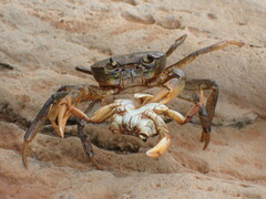 Socotra River Crab