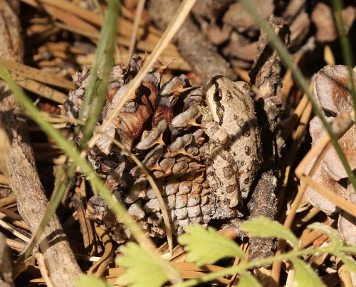 iNaturalist observation photo of Pacific chorus frog