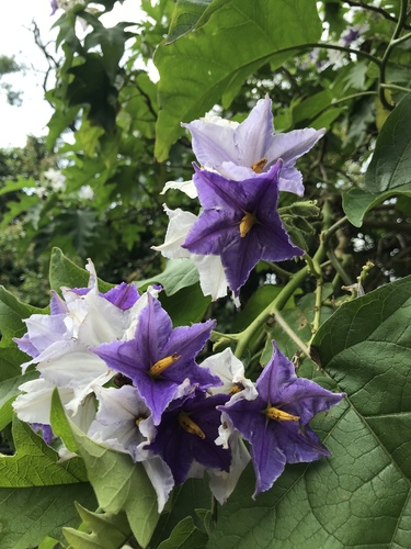 blue potato tree