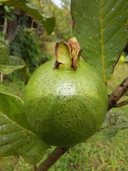 Psidium guajava image