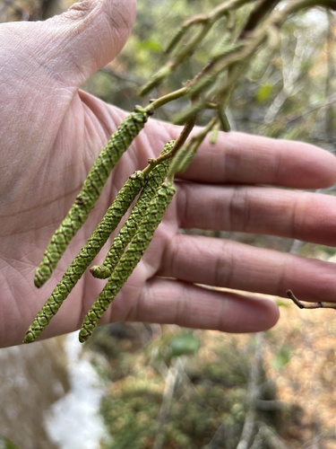 white alder