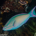 Tricolour Parrotfish - Photo (c) Tim Cameron, all rights reserved, uploaded by Tim Cameron