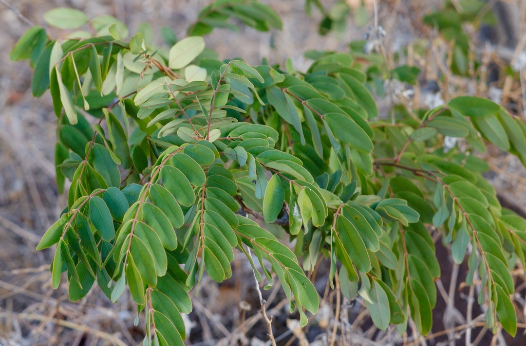 Kas Tree Kassod Tree from Currais Novos - RN, Brasil on December 11, 2022 at 03: ...