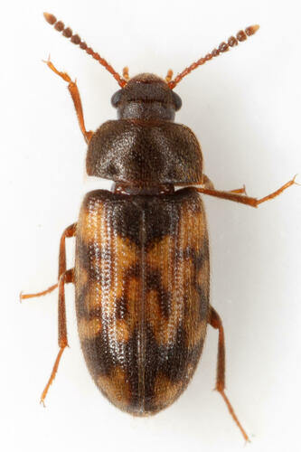 Mycetophagus pluripunctatus LeConte, 1856