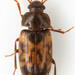 Mycetophagus pluripunctatus - Photo (c) Chris Rorabaugh, all rights reserved, uploaded by Chris Rorabaugh