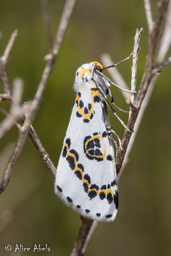 Philtraea elegantaria