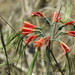 Eucrosia eucrosioides - Photo (c) Andres C. Palmer "Jr." (Junior), all rights reserved, uploaded by Andres C. Palmer "Jr." (Junior)