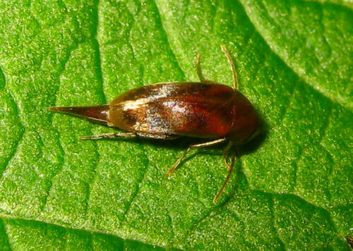 Género Glipostenoda · iNaturalist Mexico