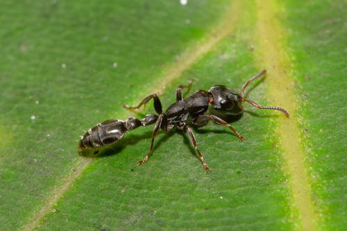 多毛细长蚁Tetraponera pilosa