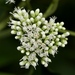 Austroeupatorium inulifolium - Photo (c) Nuwan Chathuranga, όλα τα δικαιώματα διατηρούνται, uploaded by Nuwan Chathuranga