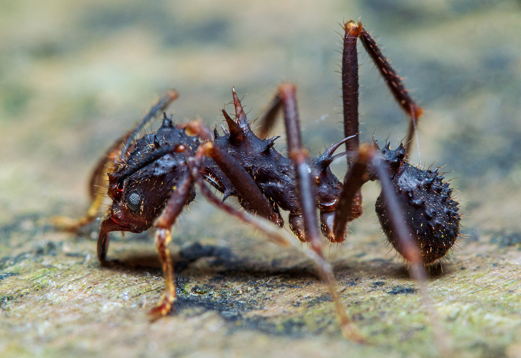 🍃 El increíble proceso de las hormigas cortadoras de hojas- Acromyrmex  octospinosus leafcutter ants 