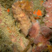 Observation photo