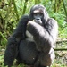 Gorila-Oriental - Photo (c) scott_phares, todos os direitos reservados