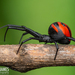 Latrodectus - Photo (c) Robin James, όλα τα δικαιώματα διατηρούνται, uploaded by Robin James