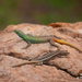 Zimbabwe Flat Lizard - Photo (c) Tyrone Ping, all rights reserved, uploaded by Tyrone Ping