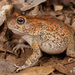 Eastern Flat-backed Toad - Photo (c) Tyrone Ping, all rights reserved, uploaded by Tyrone Ping