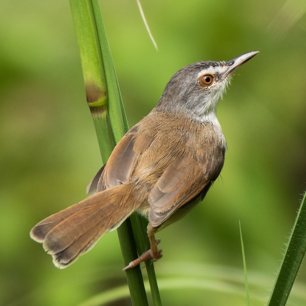 Rufescent Prinia (Prinia rufescens) photo