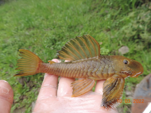 Hemiancistrus chlorostictus