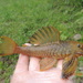 Hemiancistrus chlorostictus - Photo (c) Isaac Haveroth, all rights reserved, uploaded by Isaac Haveroth