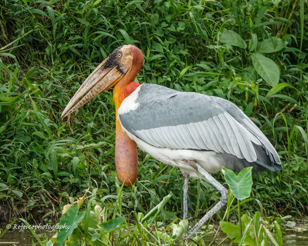 Greater Adjutant photo