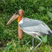 Greater Adjutant - Photo (c) Rejoice Gassah, all rights reserved