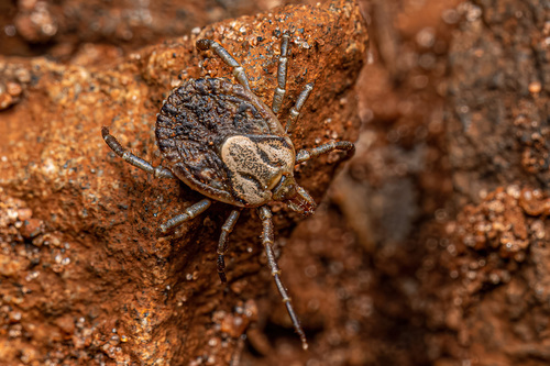 Cayenne Tick